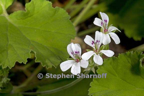 pelargonium odoratissimum 1 graphic